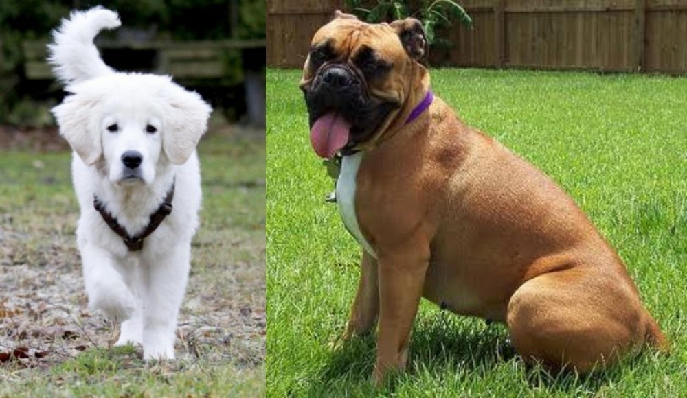 Valley Bulldog vs Polish Tatra Sheepdog - Breed Comparison