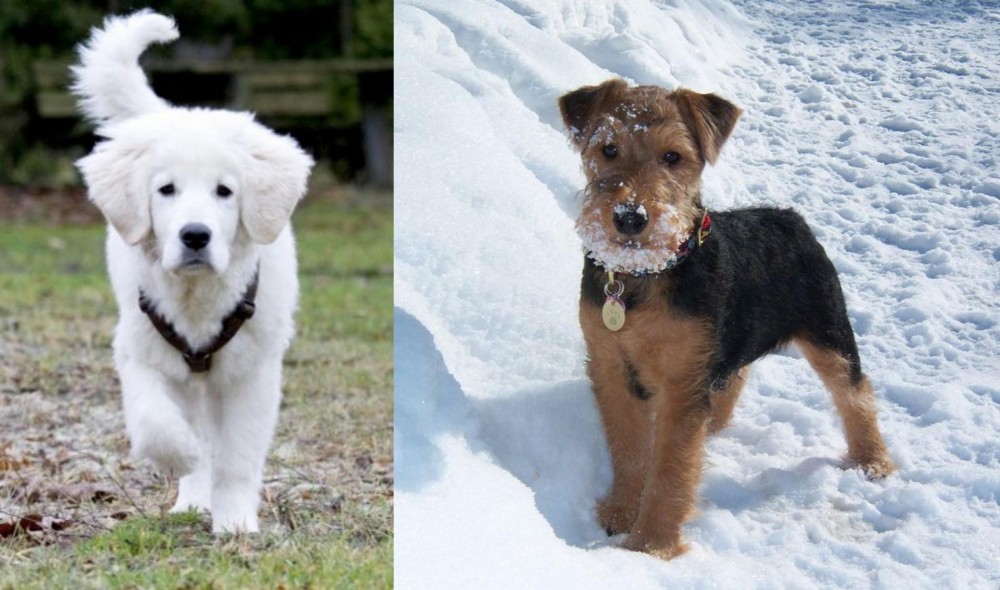 Welsh Terrier vs Polish Tatra Sheepdog - Breed Comparison