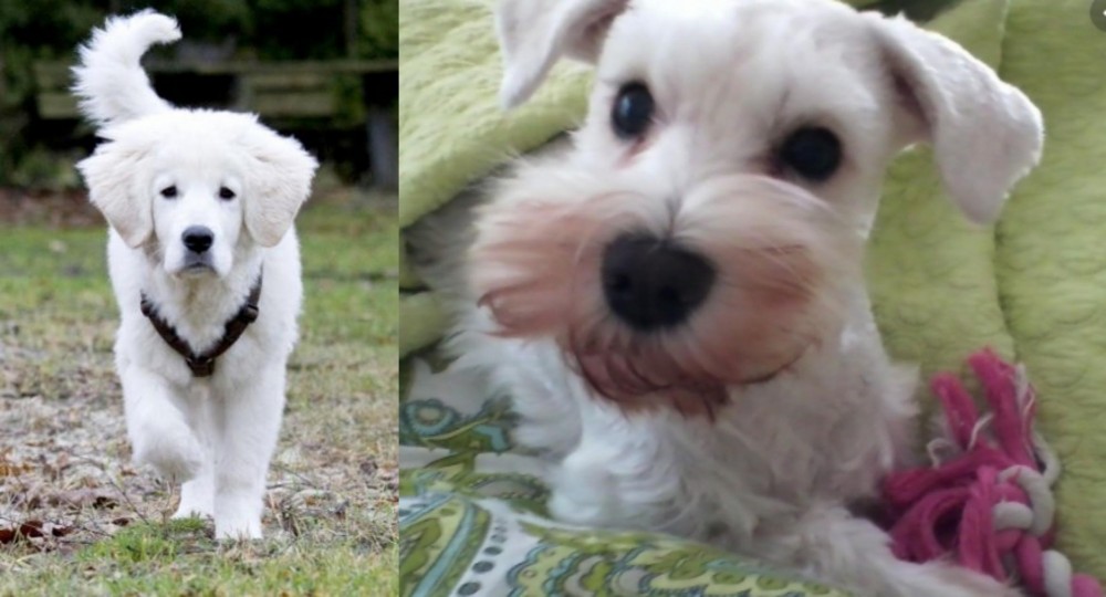 White Schnauzer vs Polish Tatra Sheepdog - Breed Comparison
