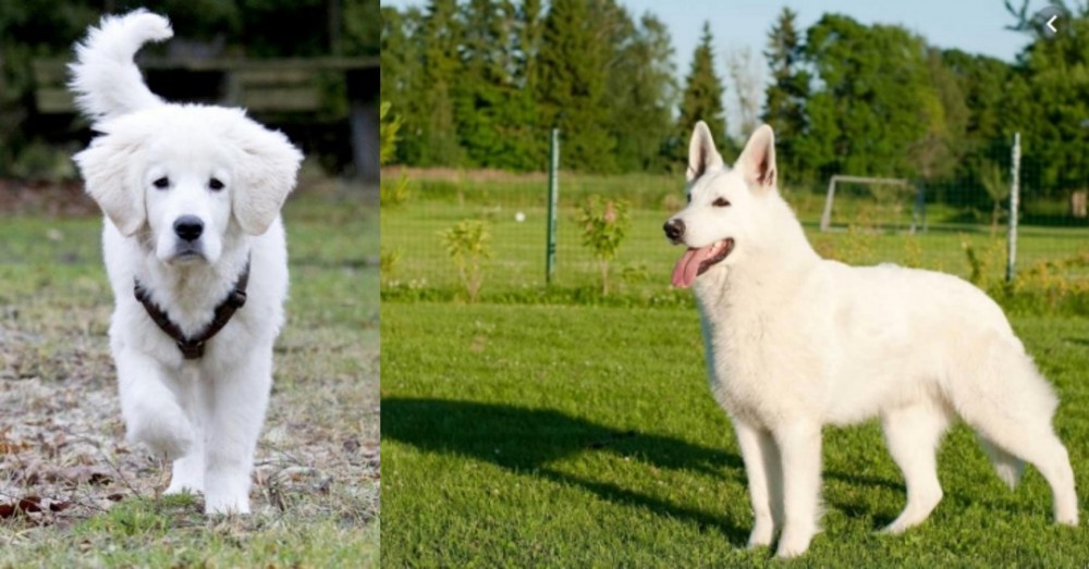 White Shepherd vs Polish Tatra Sheepdog - Breed Comparison