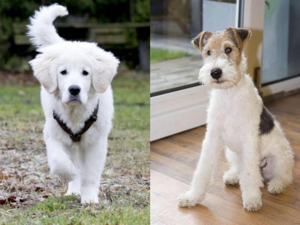 Wire Fox Terrier vs Polish Tatra Sheepdog - Breed Comparison