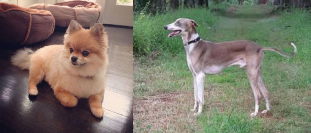 Mudhol Hound vs Pomeranian - Breed Comparison