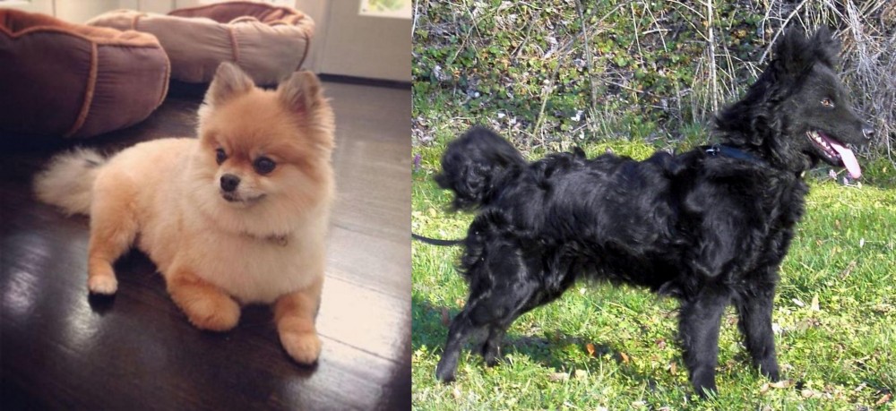Mudi vs Pomeranian - Breed Comparison
