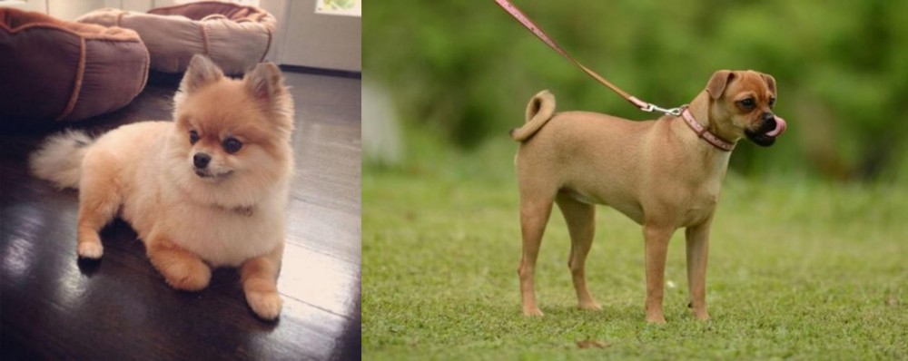 Muggin vs Pomeranian - Breed Comparison