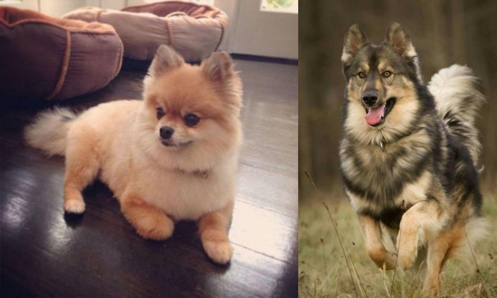 Native American Indian Dog vs Pomeranian - Breed Comparison