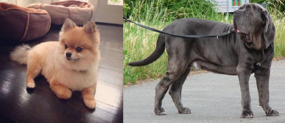 Neapolitan Mastiff vs Pomeranian - Breed Comparison