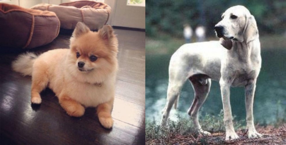 Porcelaine vs Pomeranian - Breed Comparison