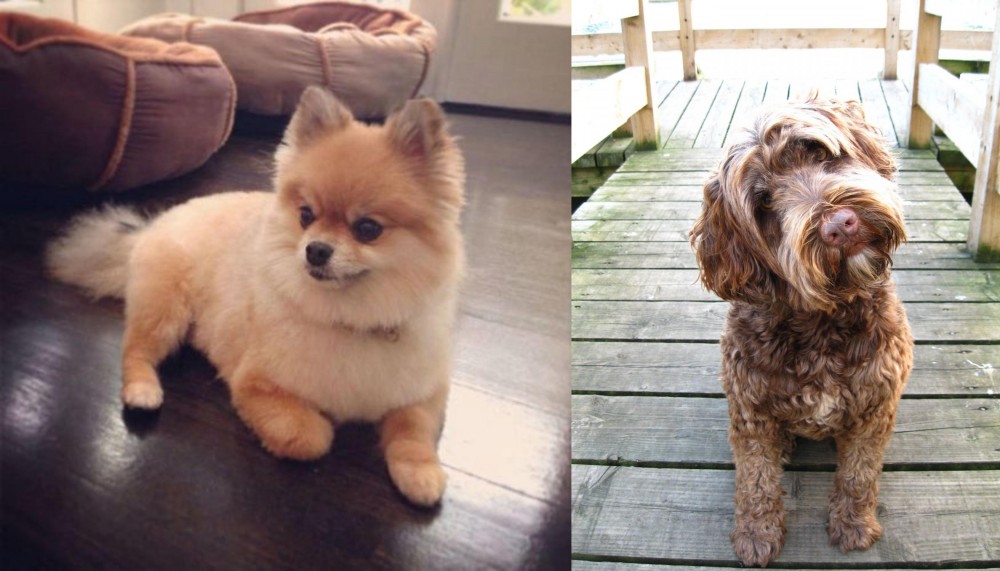 Portuguese Water Dog vs Pomeranian - Breed Comparison
