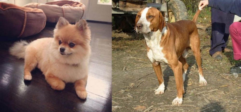 Posavac Hound vs Pomeranian - Breed Comparison