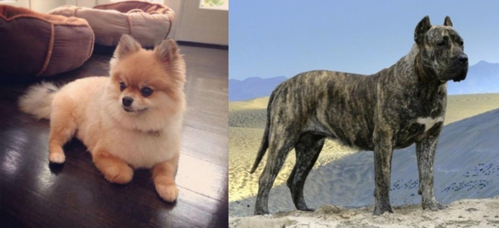 Presa Canario vs Pomeranian - Breed Comparison