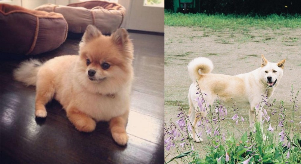 Pungsan Dog vs Pomeranian - Breed Comparison