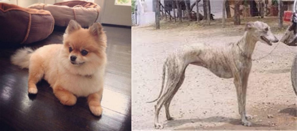 Rampur Greyhound vs Pomeranian - Breed Comparison