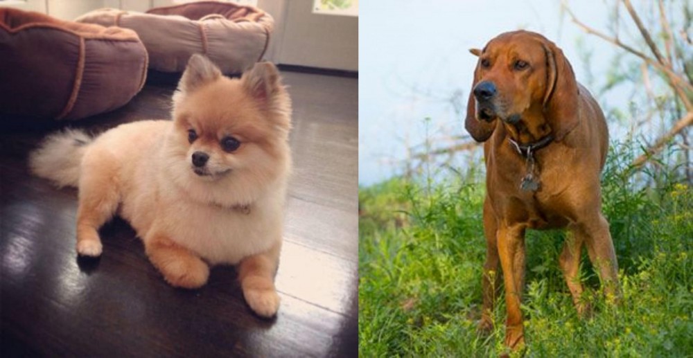 Redbone Coonhound vs Pomeranian - Breed Comparison