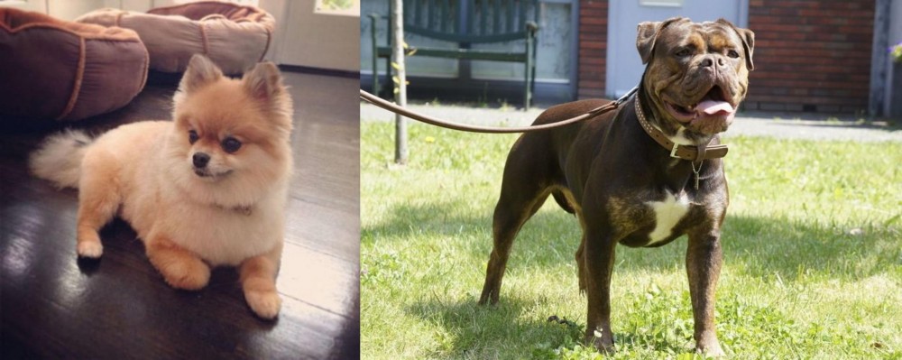 Renascence Bulldogge vs Pomeranian - Breed Comparison