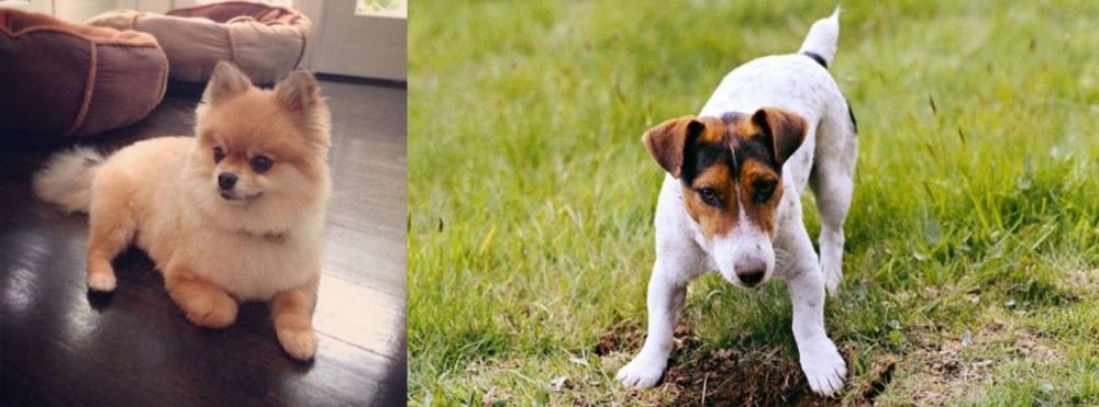 Russell Terrier vs Pomeranian - Breed Comparison