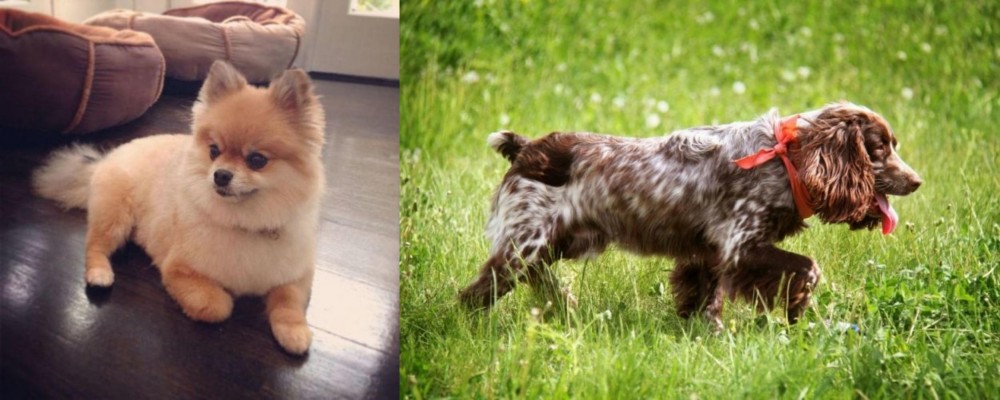 Russian Spaniel vs Pomeranian - Breed Comparison