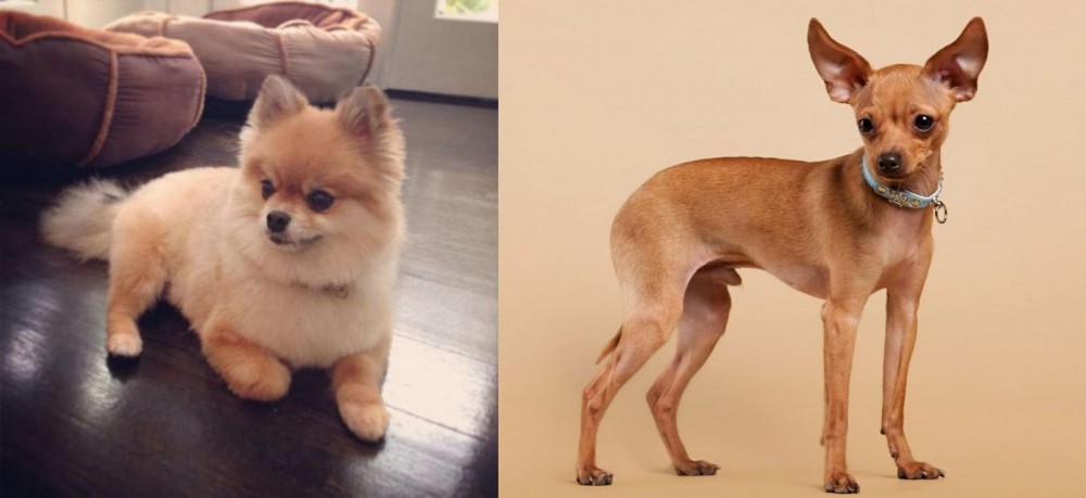 Russian Toy Terrier vs Pomeranian - Breed Comparison