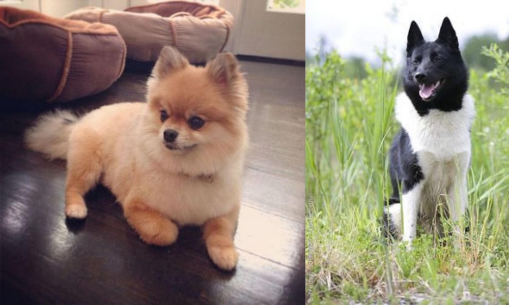 Russo-European Laika vs Pomeranian - Breed Comparison