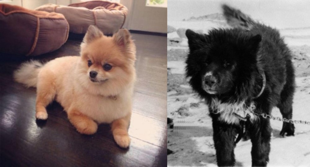 Sakhalin Husky vs Pomeranian - Breed Comparison