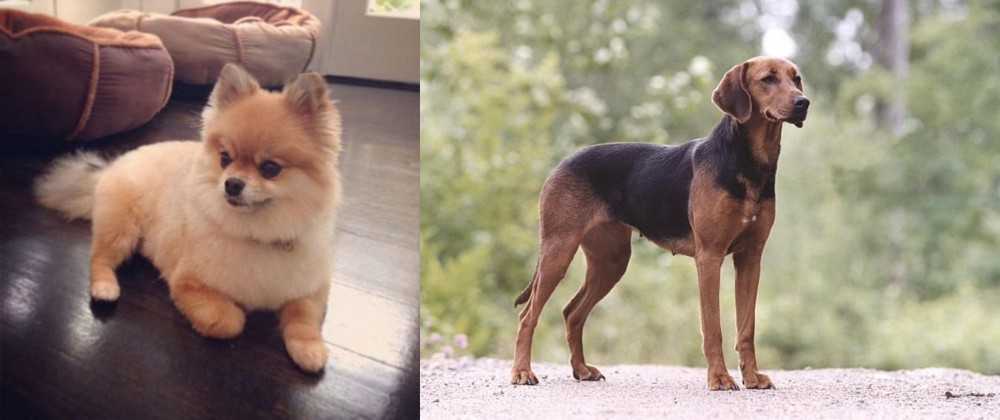 Schillerstovare vs Pomeranian - Breed Comparison