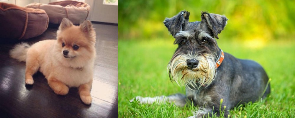 Schnauzer vs Pomeranian - Breed Comparison