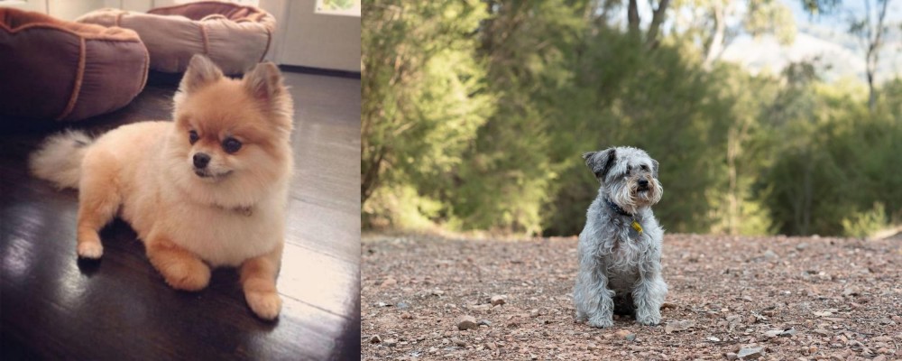 Schnoodle vs Pomeranian - Breed Comparison