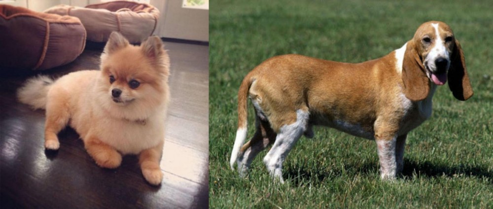 Schweizer Niederlaufhund vs Pomeranian - Breed Comparison