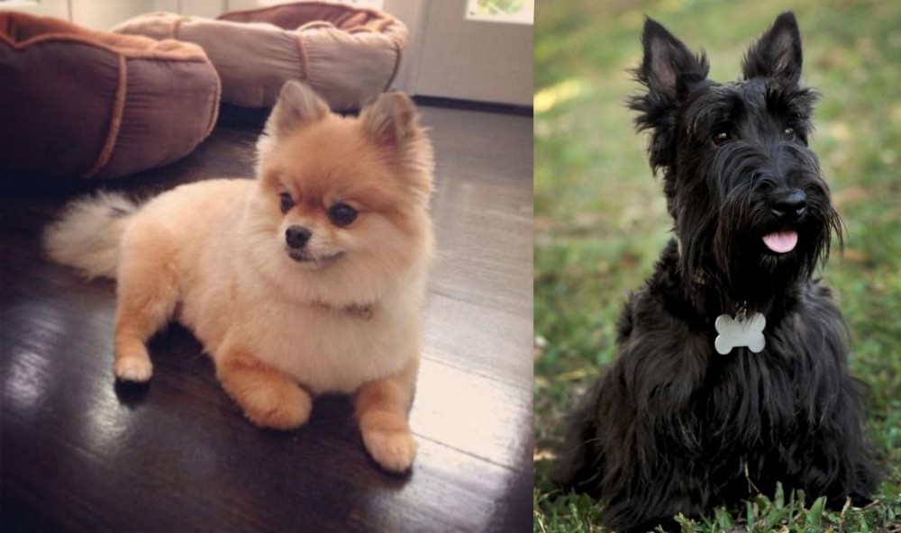 Scoland Terrier vs Pomeranian - Breed Comparison
