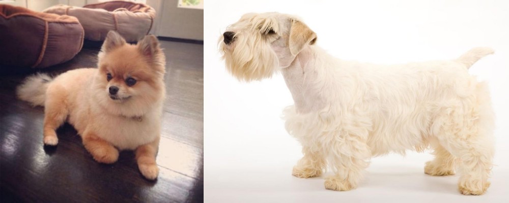 Sealyham Terrier vs Pomeranian - Breed Comparison
