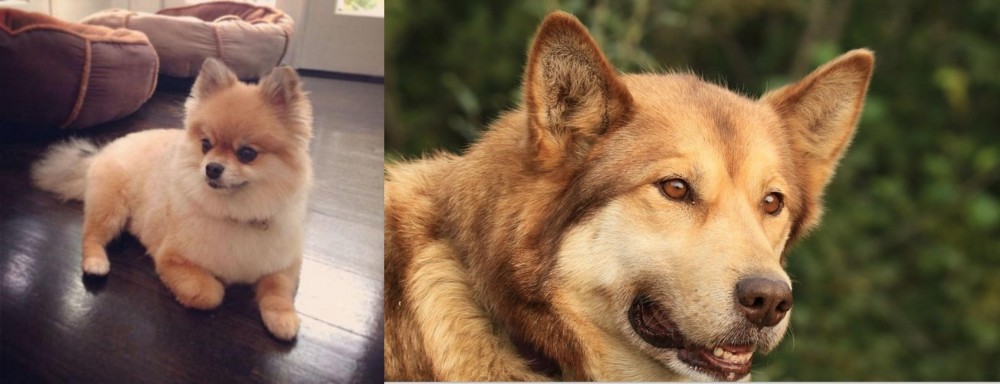 Seppala Siberian Sleddog vs Pomeranian - Breed Comparison