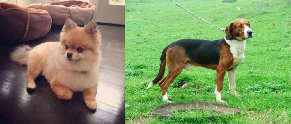 Serbian Tricolour Hound vs Pomeranian - Breed Comparison