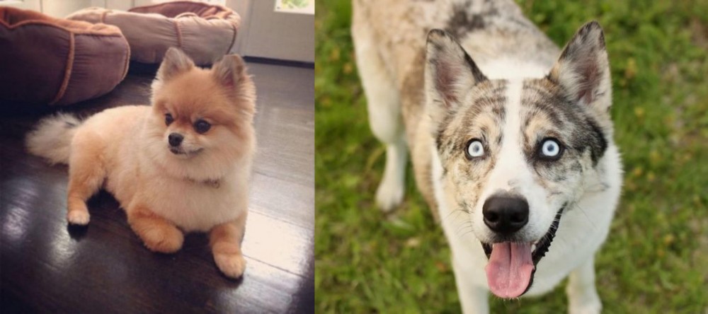 Shepherd Husky vs Pomeranian - Breed Comparison