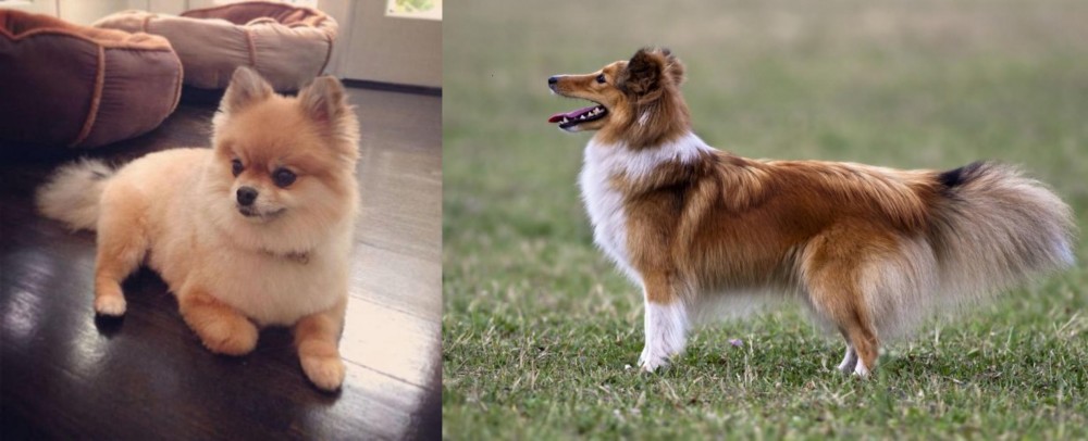 Shetland Sheepdog vs Pomeranian - Breed Comparison