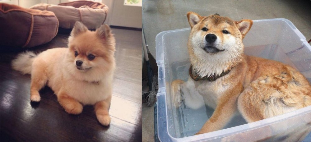Shiba Inu vs Pomeranian - Breed Comparison