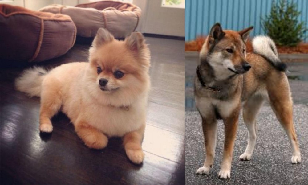 Shikoku vs Pomeranian - Breed Comparison