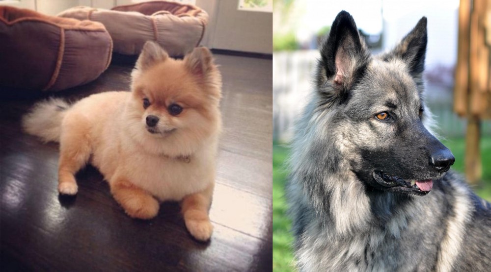 Shiloh Shepherd vs Pomeranian - Breed Comparison