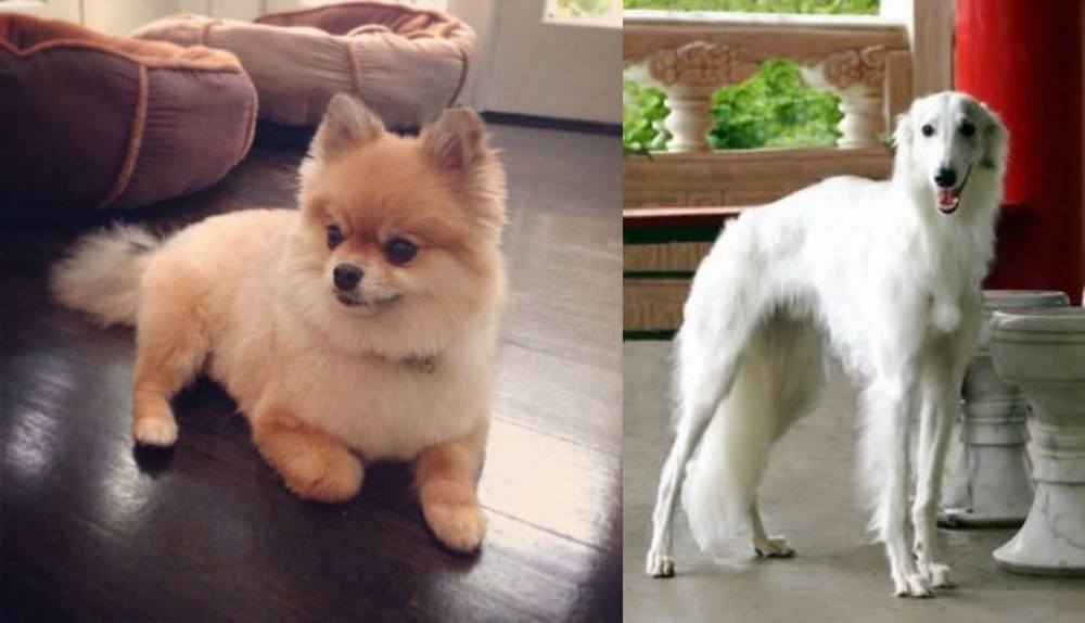 Silken Windhound vs Pomeranian - Breed Comparison