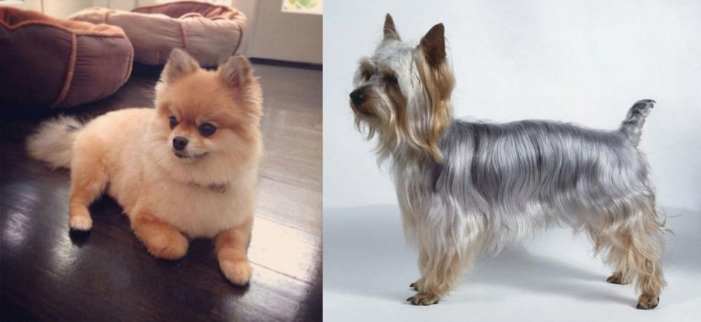 Silky Terrier vs Pomeranian - Breed Comparison