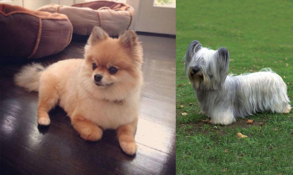 Skye Terrier vs Pomeranian - Breed Comparison