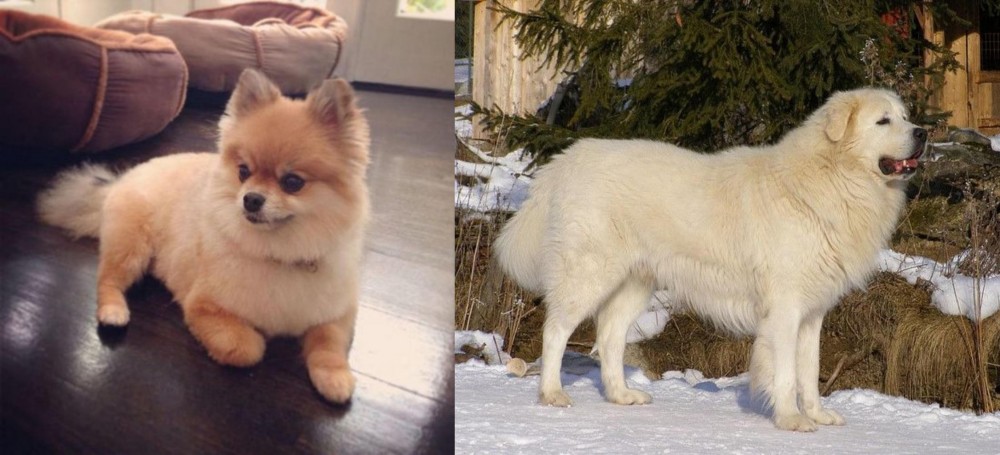 Slovak Cuvac vs Pomeranian - Breed Comparison