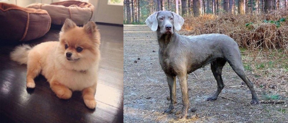 Slovensky Hrubosrsty Stavac vs Pomeranian - Breed Comparison