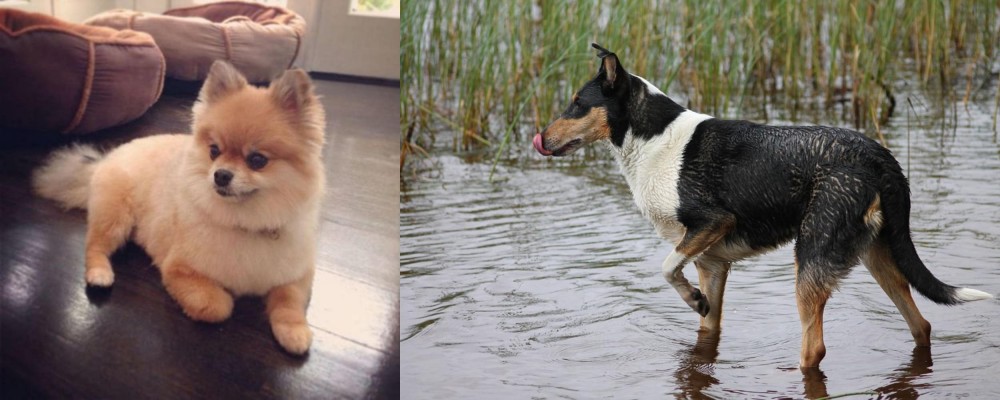 Smooth Collie vs Pomeranian - Breed Comparison