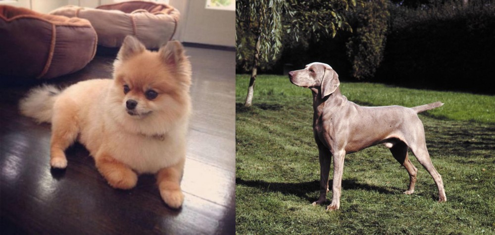 Smooth Haired Weimaraner vs Pomeranian - Breed Comparison
