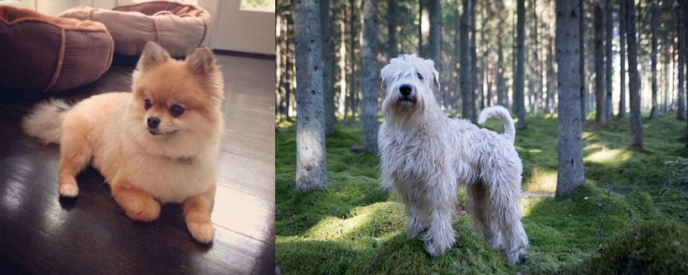 Soft-Coated Wheaten Terrier vs Pomeranian - Breed Comparison