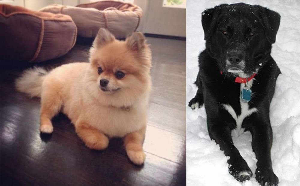 St. John's Water Dog vs Pomeranian - Breed Comparison