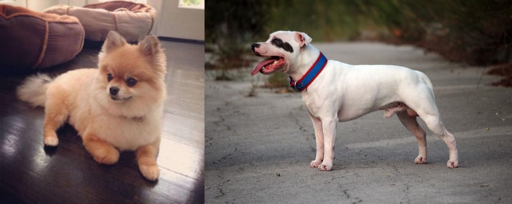 Staffordshire Bull Terrier vs Pomeranian - Breed Comparison