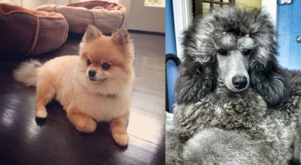 Standard Poodle vs Pomeranian - Breed Comparison