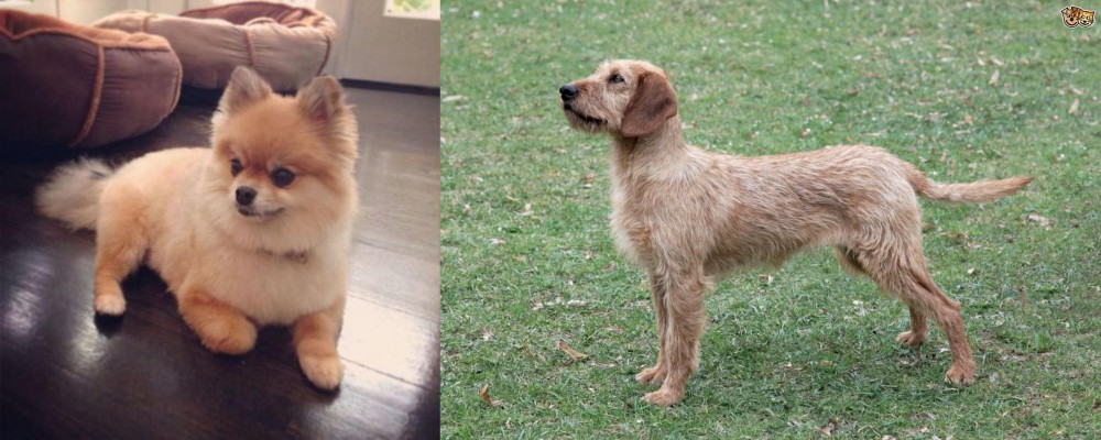 Styrian Coarse Haired Hound vs Pomeranian - Breed Comparison