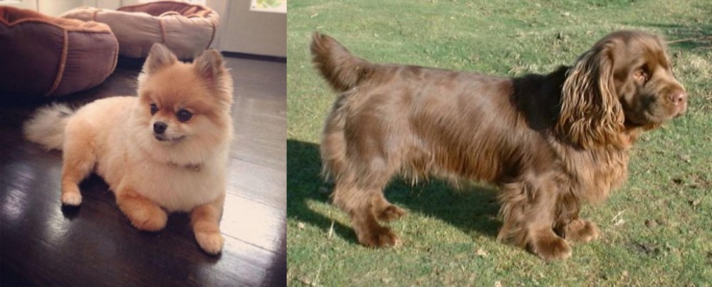 Sussex Spaniel vs Pomeranian - Breed Comparison
