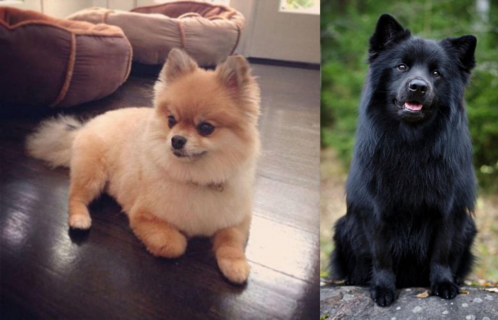 Swedish Lapphund vs Pomeranian - Breed Comparison